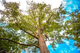 Best Tree Maintenance Programs  in Clayton, NM