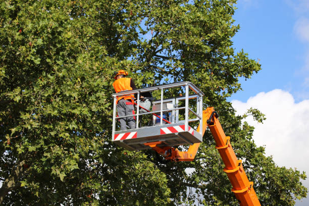 Best Weed Control  in Clayton, NM